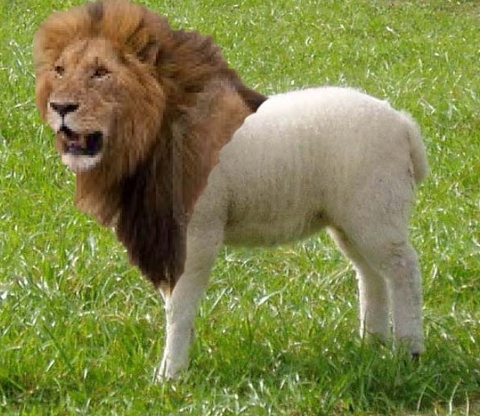 Lion to Lamb