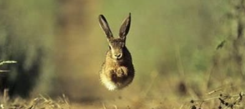 Rabbit jumping